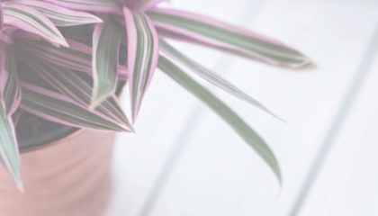 чистка комнатных растений от пыли