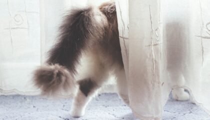 уборка квартиры после животных